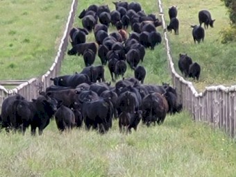 WANTED Cattle Agistment Adelaide Hills