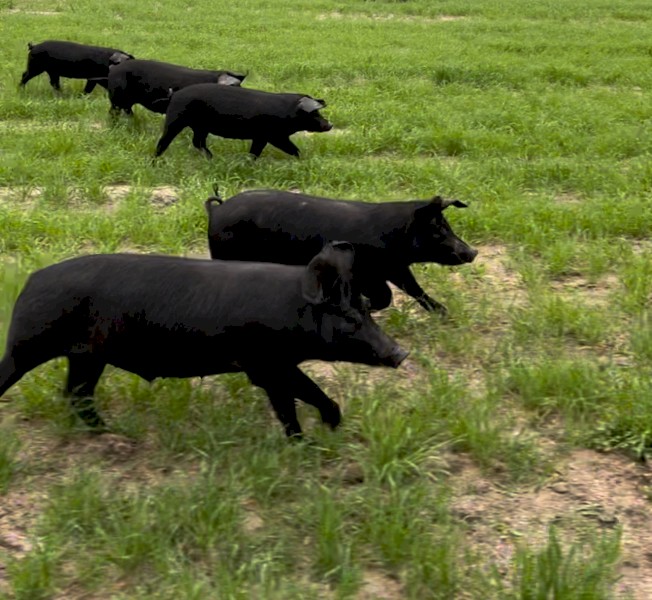 Pasteurised Large back pigs, mixture of Sows and Barrows
