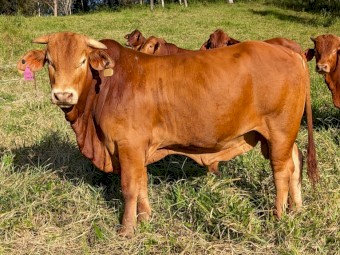 Quality D5 Droughtmaster Bulls