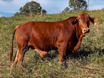 Quality D5 Droughtmaster Bulls