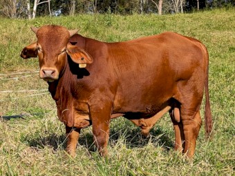 Quality D5 Droughtmaster Bulls