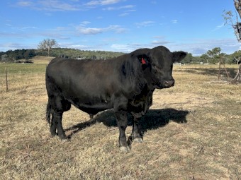 ANGUS BULLS FOR SALE 