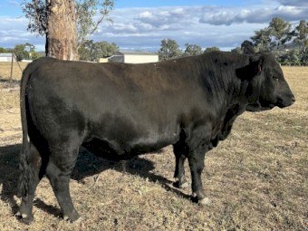 ANGUS BULLS FOR SALE 