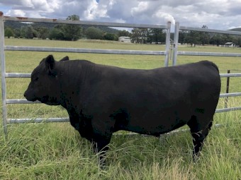 ANGUS BULLS FOR SALE 