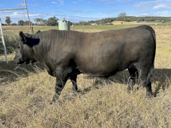ANGUS BULLS FOR SALE 