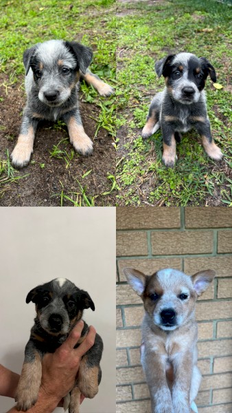 Blue & red cattle dog/heeler puppies 