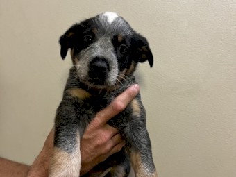 Blue & red cattle dog/heeler puppies 