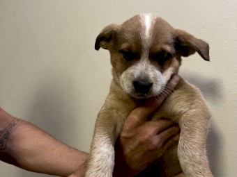 Blue & red cattle dog/heeler puppies 