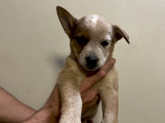 Blue & red cattle dog/heeler puppies 