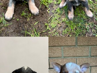 Blue & red cattle dog/heeler puppies 