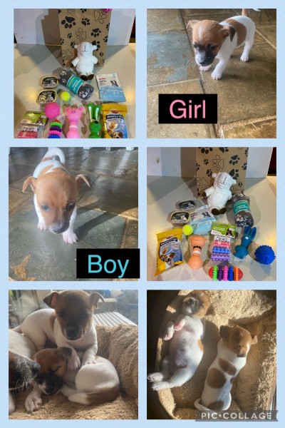 Jack Russell Puppies 