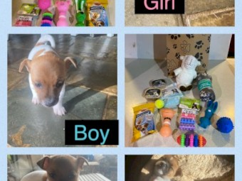 Jack Russell Puppies 