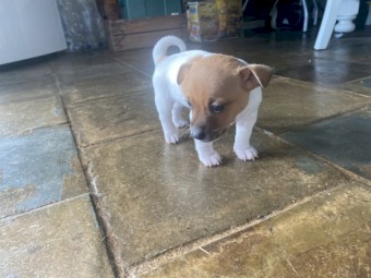 Jack Russell Puppies 