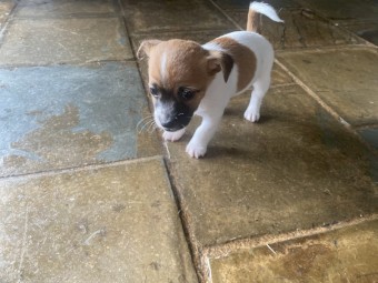 Jack Russell Puppies 