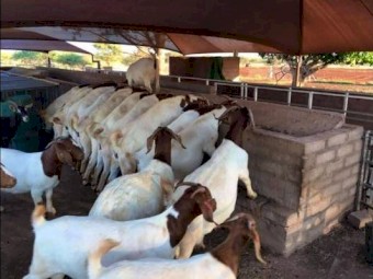 Exceptional Boer goats for sale.
