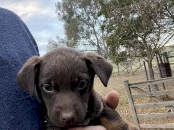 Kelpie pups