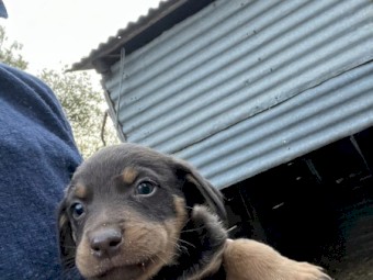 Kelpie pups