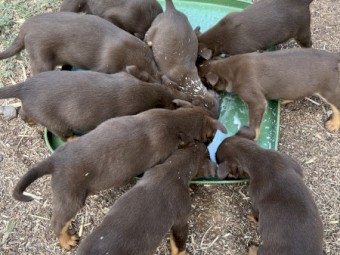 Kelpie pups