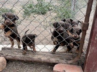 Kelpie pups