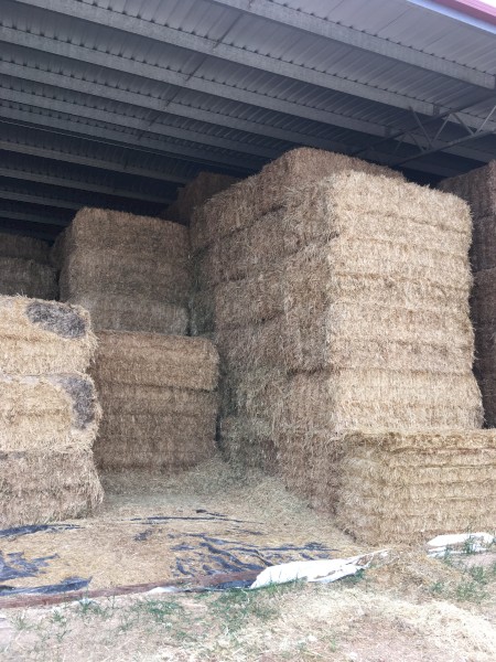 36mt Oaten Hay 595kg 8x4x3 Bales ( Season 22/23)