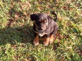 Black and Tan Kelpie Cross from Working Dogs