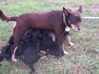 Black and Tan Kelpie Cross from Working Dogs