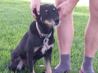 Black and Tan Kelpie Cross from Working Dogs