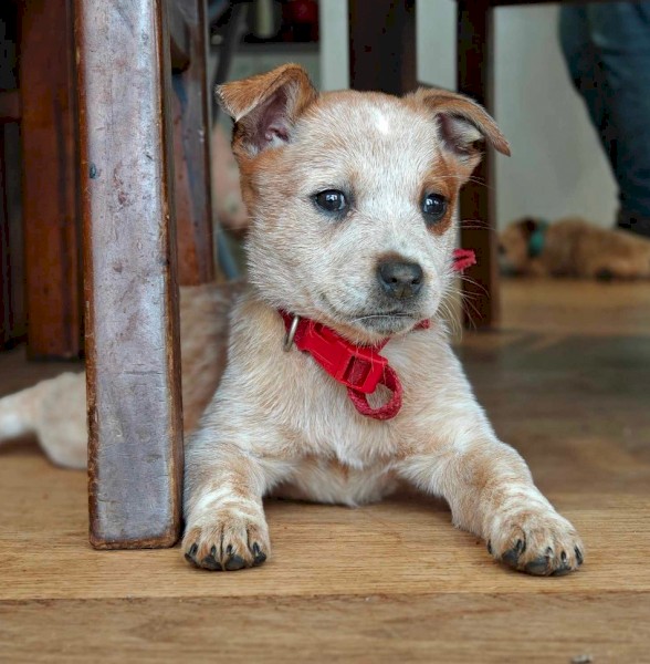 Red Heeler Pure Breed puppies