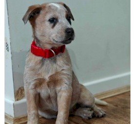 Red Heeler Pure Breed puppies