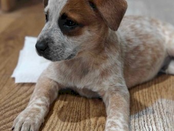 Red Heeler Pure Breed puppies