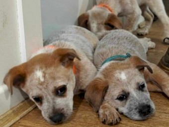 Red Heeler Pure Breed puppies