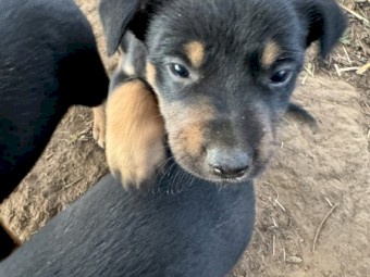 Pure Kelpie Puppies
