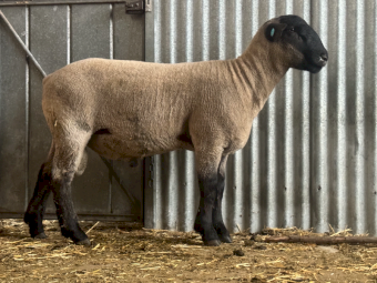 Suffolk ram 
