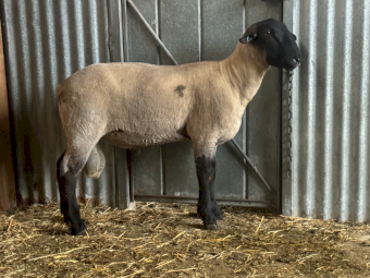 Suffolk Ram 