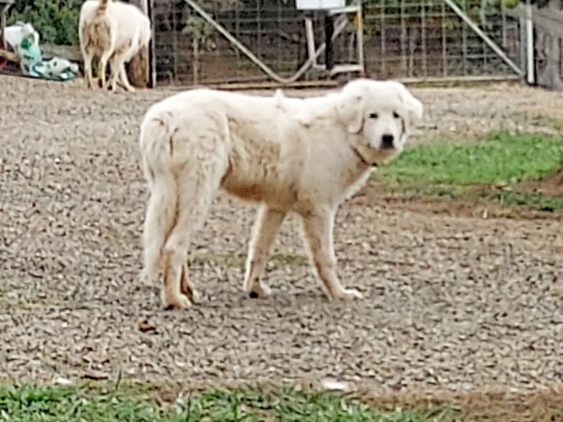 Maremma Female