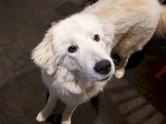 Maremma Female
