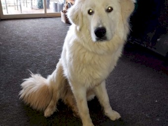 Maremma Female