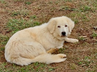 Maremma Female