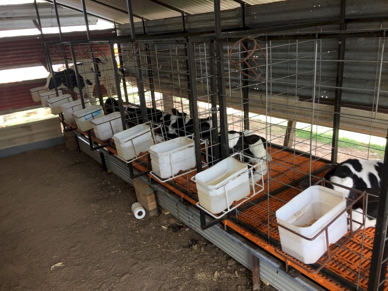 Calf Rearing Pens