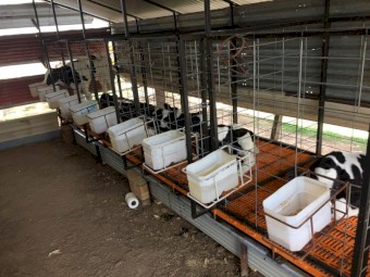 Calf Rearing Pens