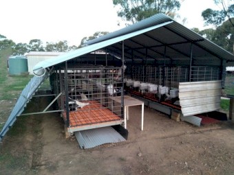 Calf Rearing Pens