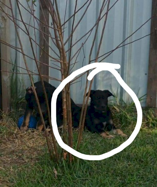 Excellent working kelpie pups