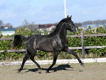 Good looking P.R.E horse for sale (Airo) Stallion .