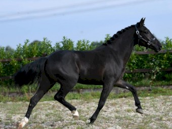 Cute and playful P.R.E. Gelding Horse (All Star)