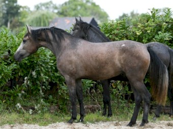 All Man Dream Activ P.R.E. Mare Horse for Adoption .