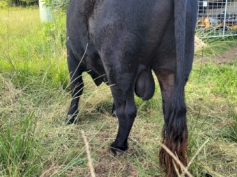 Angus cross bull 3 years old v quiet