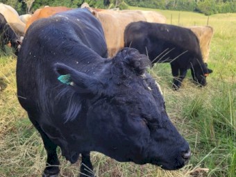 Angus cross bull 3 years old v quiet