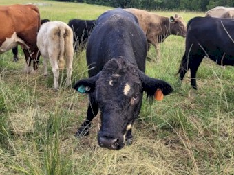 Angus cross bull 3 years old v quiet