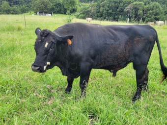 Angus cross bull 3 years old v quiet