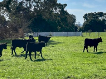 12 x Certified Organic Angus Heifers 10 months old